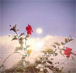 予以玫瑰
